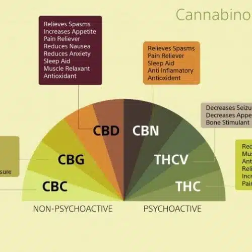 Endocannabinoid System Guide