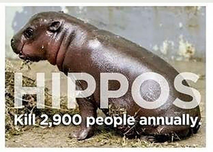 Baby hippo standing on dirt with text overlay 'Hippos kill 2,900 people annually'