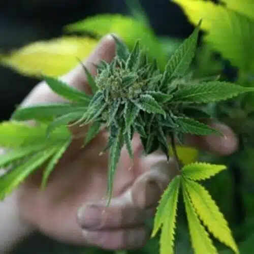 Florida Opens States First Medical Marijuana Dispensary