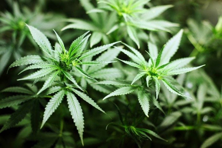 Close-up of green cannabis plants with broad serrated fan leaves growing under indoor light