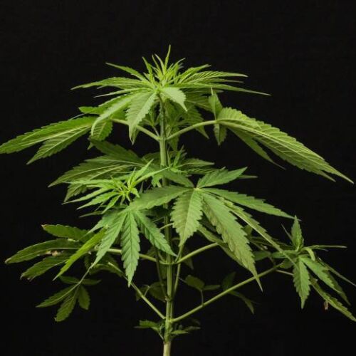 Seven Myths About Marijuana Debunked