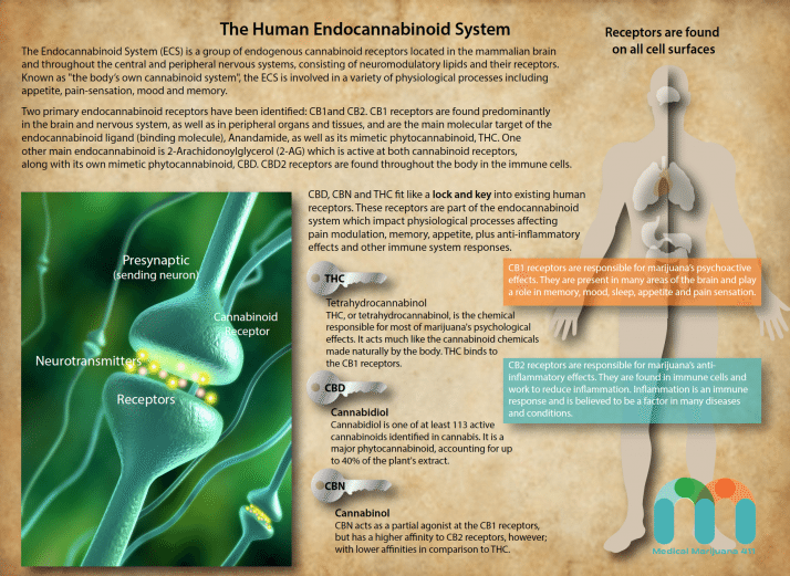 Human Endocannabinoid System