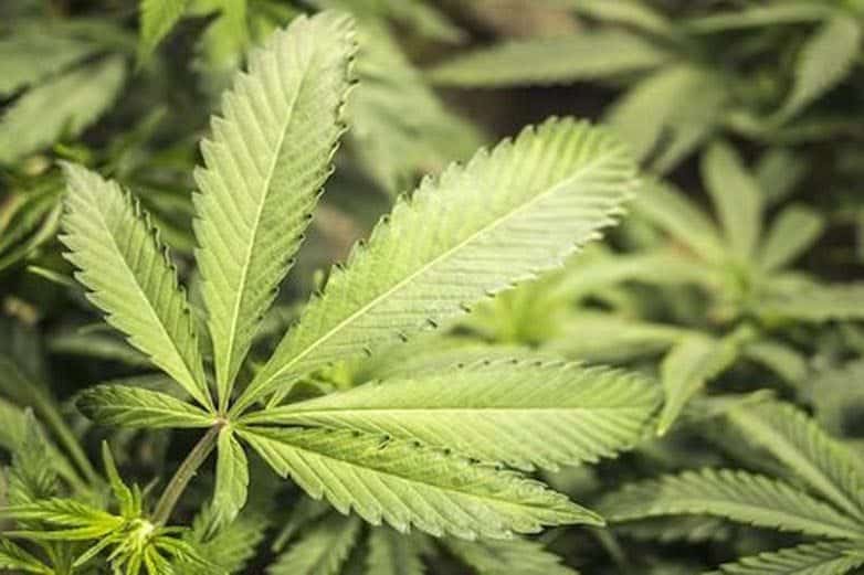 Elizabeth Thiele, MD, PhD sat down with Neurology Advisor to discuss the state of cannabidiol research