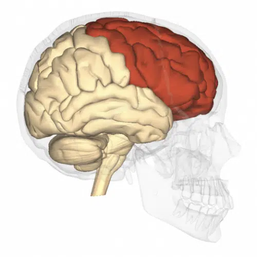 was-a-bee-wik-frontal_lobe_-_lateral_view
