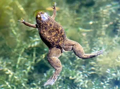 african_clawed_frog