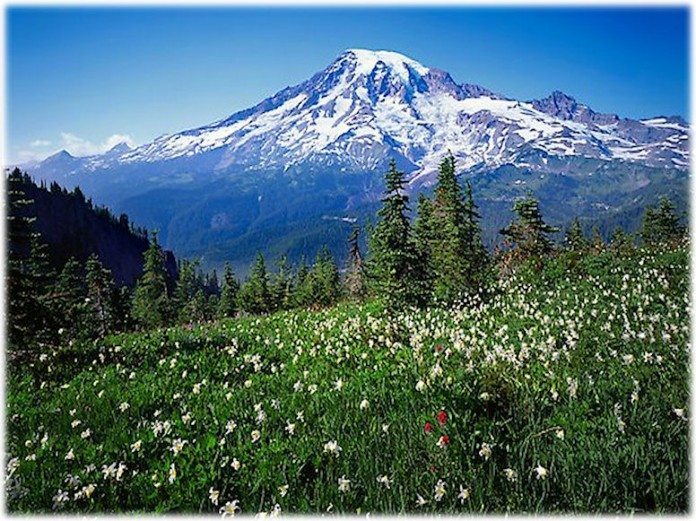 Washington Weed Almost Beat Out Alcohol Sales