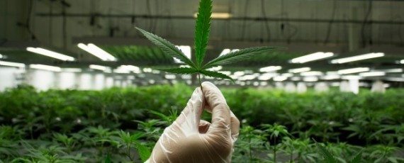 Legal Marijuana Sales Could Soar From $6 Billion Today To $50 Billion By 2026