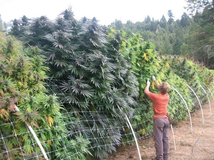 Medical Marijuana Soon Coming To Hawaii