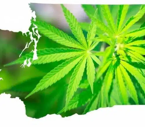 Changes to Washington State's Legal Cannabis Industry Will Drive Up Annual Sales To $2.4 Billion By 2020