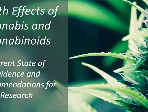 HMD Releases Groundbreaking Report About Medical Marijuana