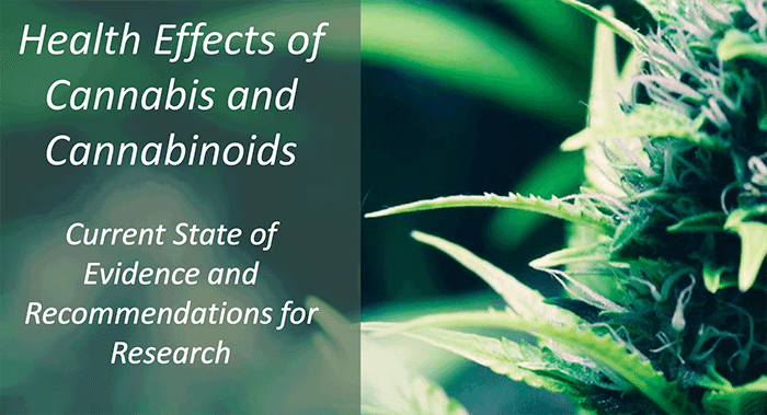 HMD Releases Groundbreaking Report About Medical Marijuana