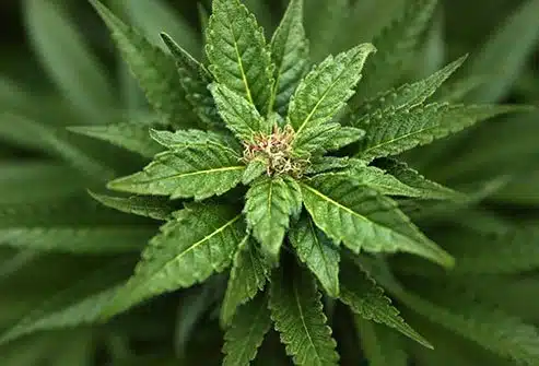 Patients discuss first months of medical marijuana