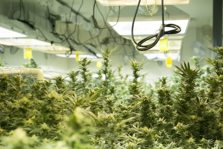 Marijuana Phenotypes And Genotypes