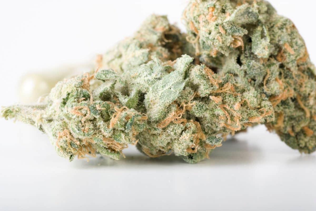 Frosty green cannabis bud with orange hairs and trichomes on a white surface
