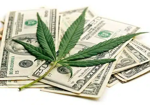 marijuana business revenues increase