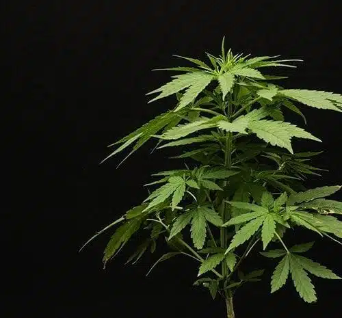 Medical Marijuana News
