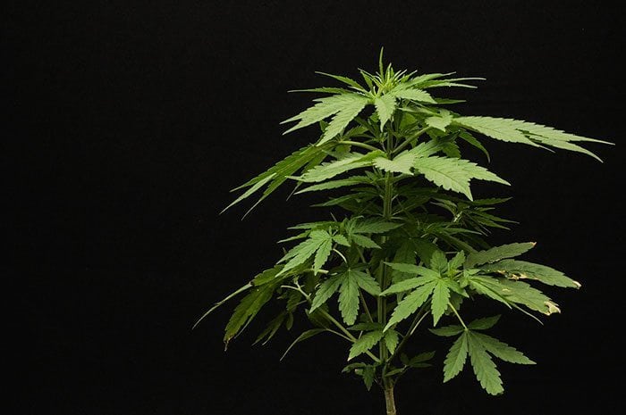 Medical Marijuana News
