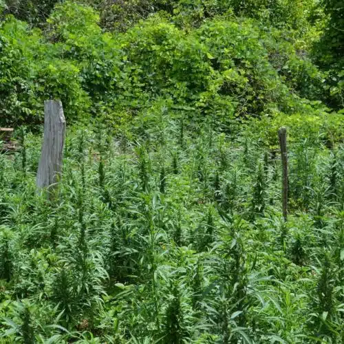 marijuana farms