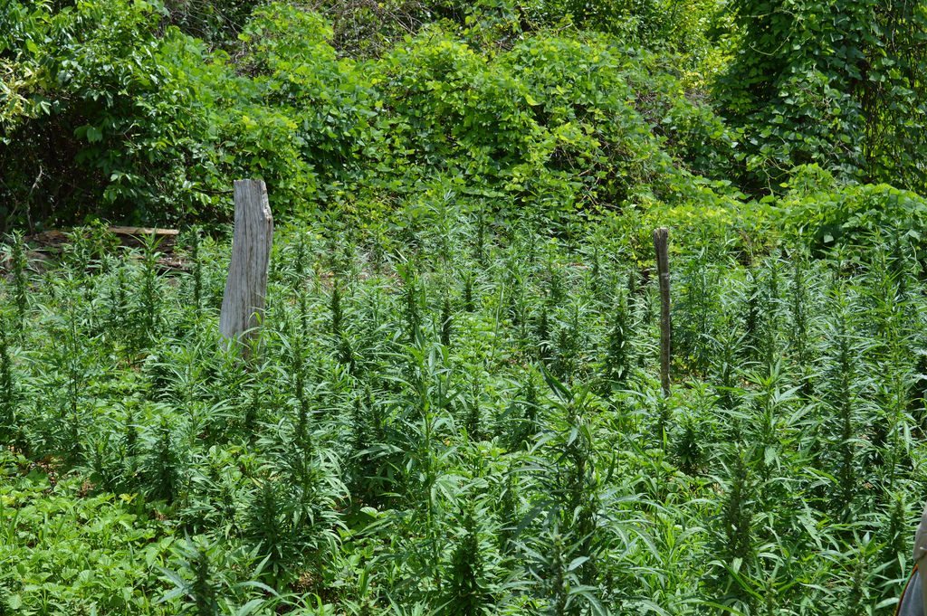 marijuana farms