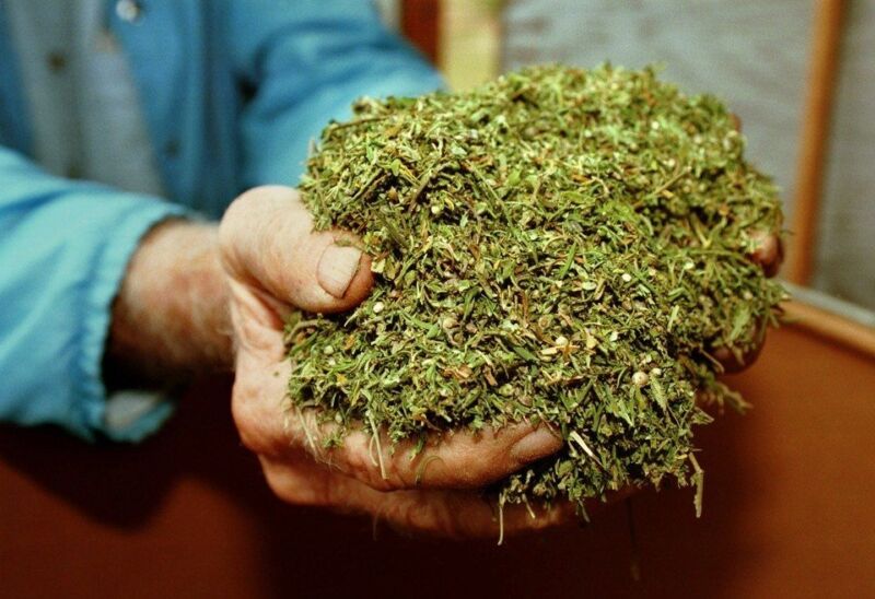 government grown cannabis