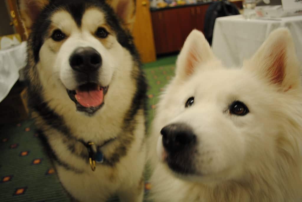 Cases Of Cannabis Poisoning Pets Rise After Cannabis Legalization