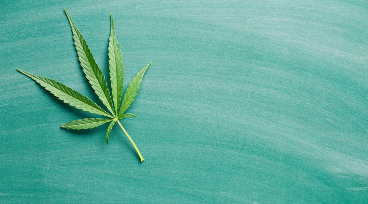 A cannabis leaf resting on a chalkboard