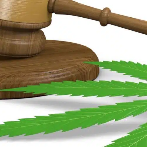 cannabis-ballot-measures