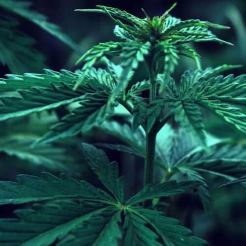 midterm-cannabis-legalization