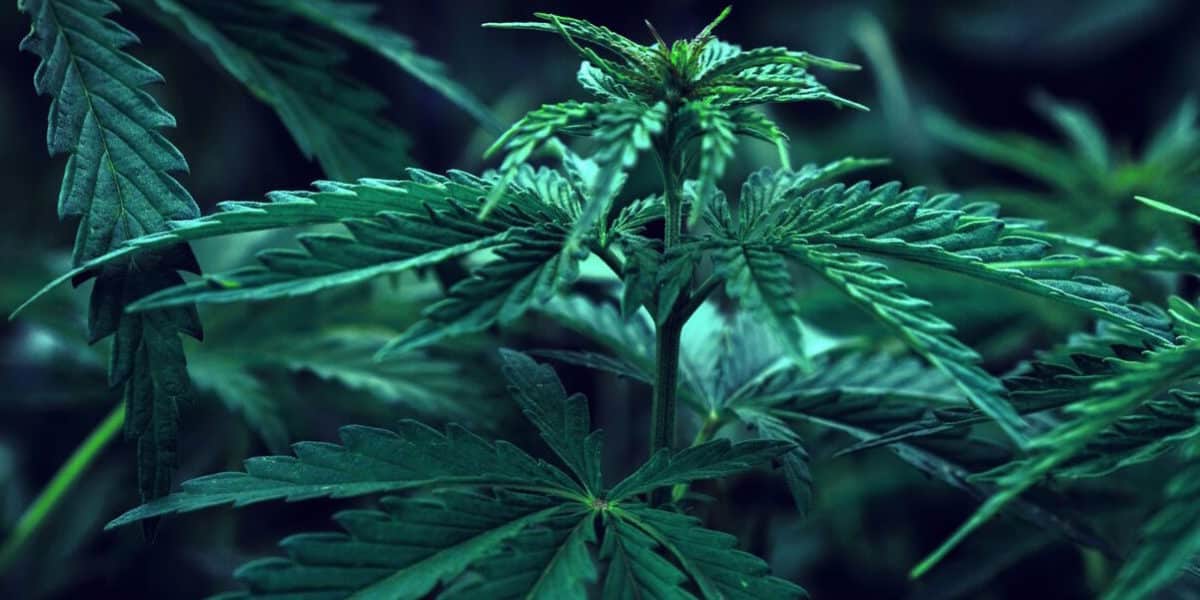 midterm-cannabis-legalization