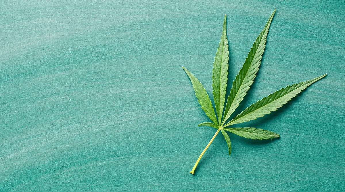 Cannabis leaf on a chalkboard