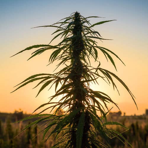 Marijuana plants in field
