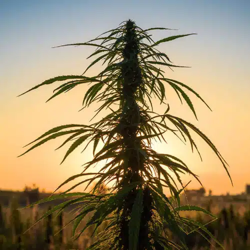 Marijuana plants in field
