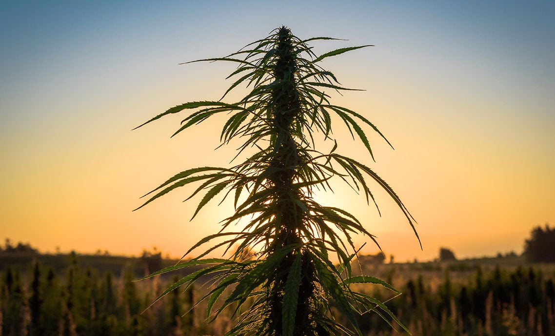 Marijuana plants in field