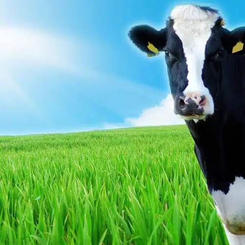 Image of happy cow