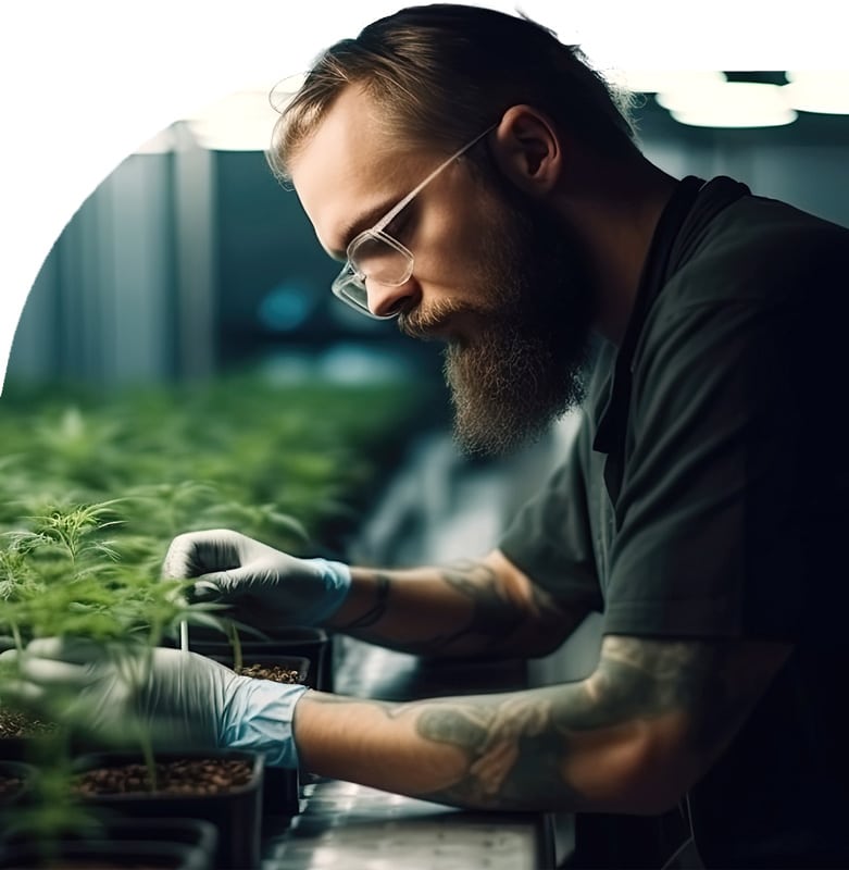 Cannabis Grower At Work.