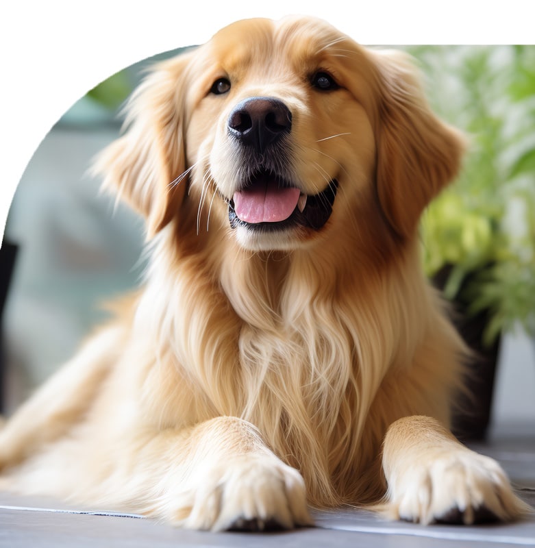 Cannabis Training for Veterinarians.