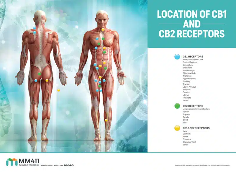 CB1 and CB2 Receptor Location Infographic Poster