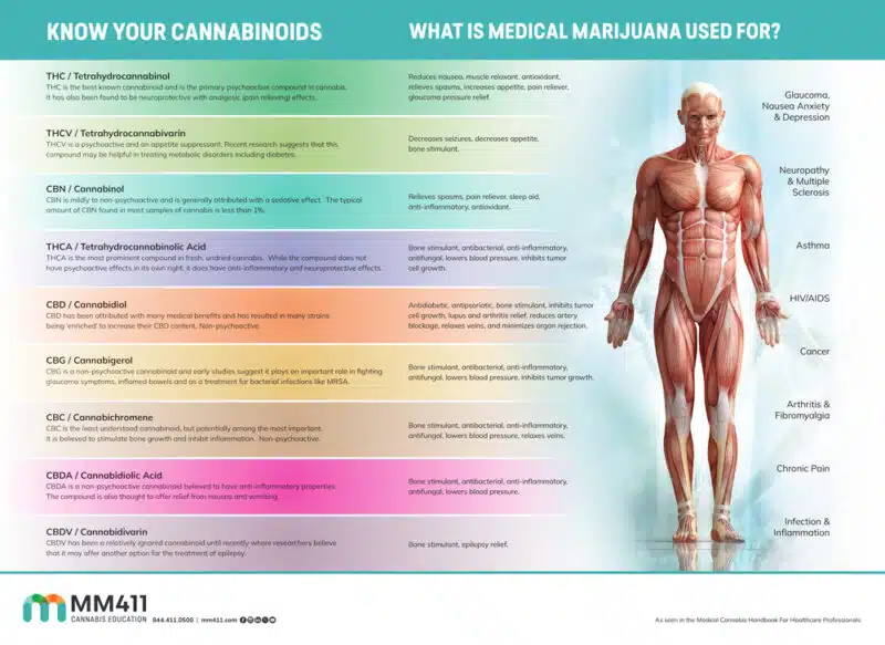 Know Your Cannabinoids Infographic Poster